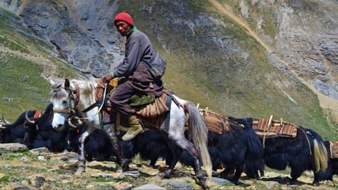 dolpo-9-jpg.jpg